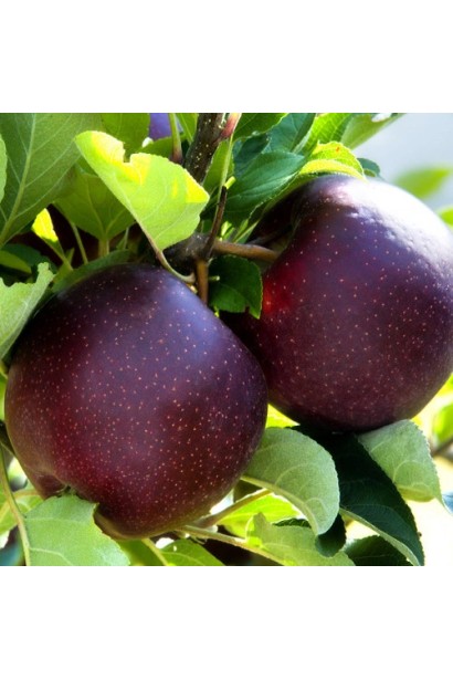 Гілка яблуні Чорний Принц із блискучими плодами